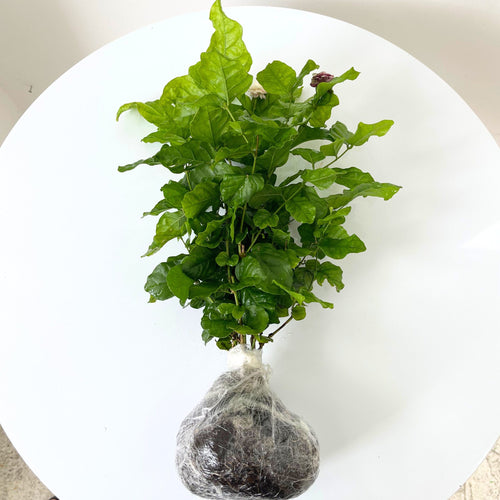 2 Blooming Jasmine Plants, Maid of Orleans Sambac Jasmine Live Plants, 4 to 6 Inc Tall, Arabian Jasmine Plant Live, Tea Jasmine Plants