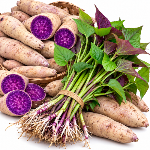 10 Okinawa Sweet Potato Slips, Purple Flesh Variety for Planting