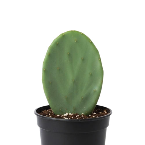 Prickly Pear Cactus Plant Live, Green Prickly Pear Cactus Live Plant Pot, 4 Inch Tall, Hardy Succulent Cactus for Indoor or Outdoor Garden, Easy Care Plant