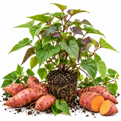 1 PPP Sweet Potato Live Plant, Starter Plant, 4 to 7 Inches Tall