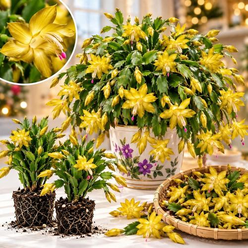 4 Christmas Cactus Plants Live, 5-9 Inch Tall (Yellow)