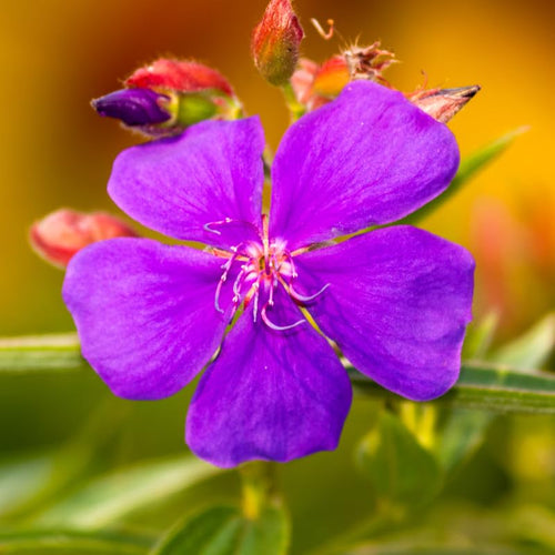 2 Purple Tibouchina Live Plants, Flower Shrub Plant, 5-8 Inch Tall