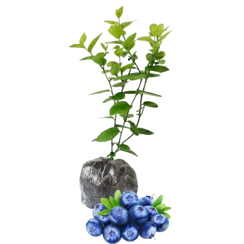 Misty Blueberry Live Plant, Berry Shrub, 5-9 Inch Tall