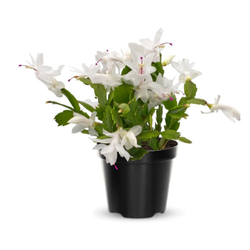 Live White Christmas Cactus Live Plant 4–6 Inches Tall, Winter Blooming False Thanksgiving Cactus Well Rooted, Flowering Houseplant for Home and Office