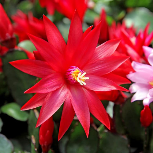 Red Easter Cactus Plant Live 4-7 Inches, Spring Easter Cactus, Vibrant Seasonal Blooms for Indoor Planting