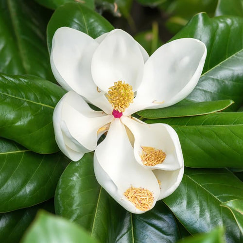 Magnolia Tree Live Plant 6-12 Inch Height, Fragrant Magnolia Plant Live to Grow, Magnolia Bush Flowers (Southern Magnolia)