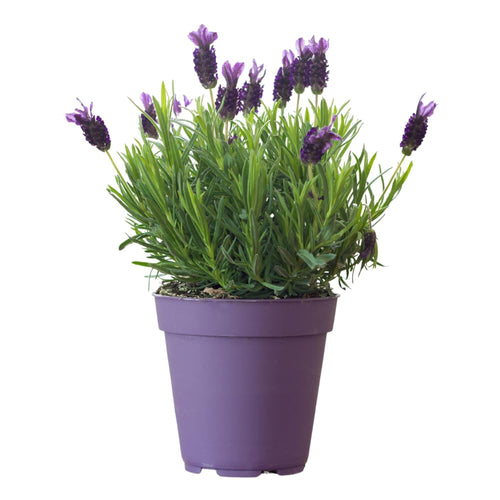 French Lavender Plant Live, Live Lavender Plants for Outside, Purple Blooms, Cold Hardy Herb for Indoor Outdoor Planting, 4 to 7 Inches Tall