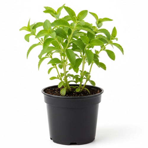 Stevia Plants Live, Herbs Garden Outdoor Indoor, Live Stevia Plant 4'' Pot