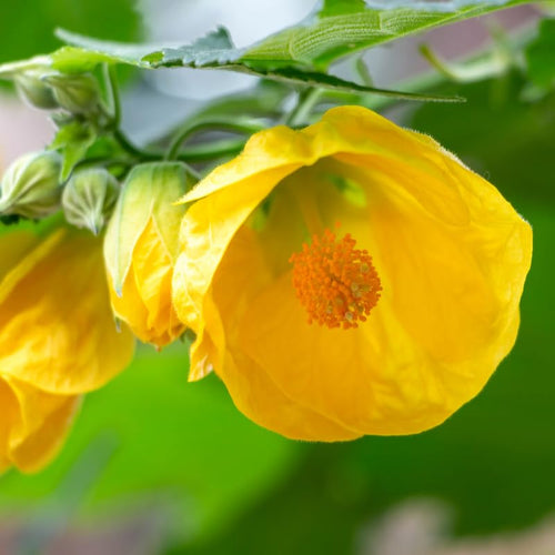 2 Yellow Abutilon Live Plants, Flowering Shrub for Garden, 4-7 Inch Tall