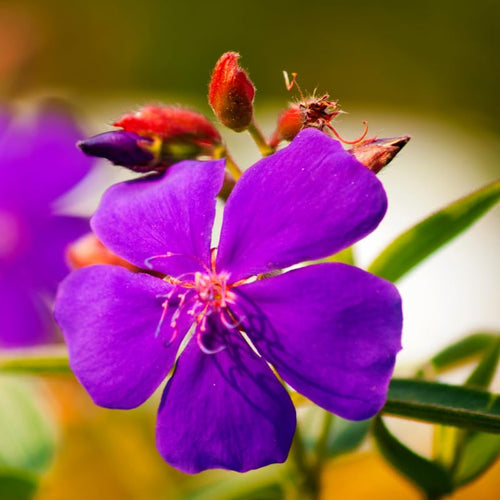 3 Purple Tibouchina Plants Live, Flower Shrub Plant, 5-8 Inch Tall