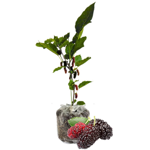 Everbearing Mulberry Fruit Tree Live Plant, 5-8 Inch Tall