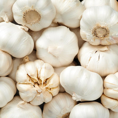 1 Pound Garlic for Planting in Spring Softneck, 5-6 White Garlic Bulbs for Planting, Fresh and High Yield Bulb Variety Pack, Hardy and Fast Growing