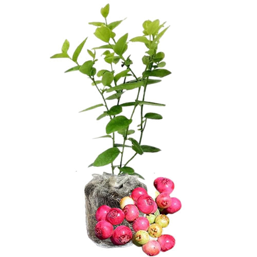 1 Blueberry Bush Live Plant 5 to 9 Inch Tall, Blueberry Plant Live for Planting, Sweet Blueberries Fruit Tree Live Plant (Pink Lemonade Blueberry)