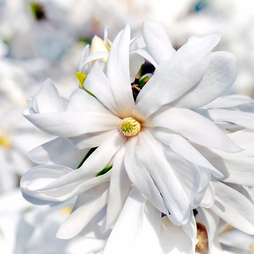 Magnolia Tree Live Plant 6 to 14 Inch Height, Fragrant Magnolia Plant Live to Grow, Magnolia Bush Flowers in Pot (Star Magnolia)