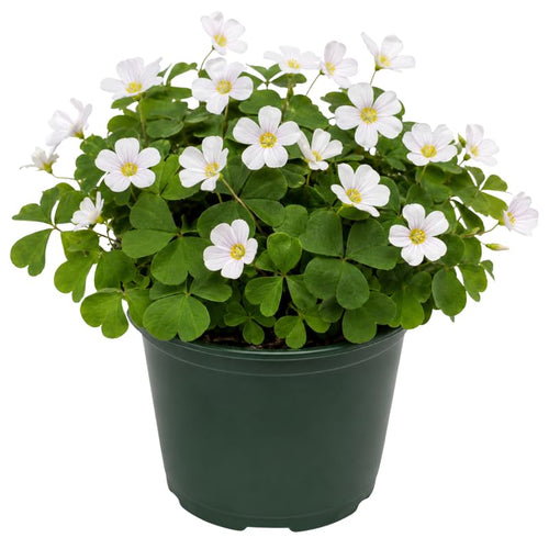 Live Oxalis Plant 5-10" Tall, Green Shamrock Perennial Plants in Pot, Well Rooted Ornamental Plant for Growing Indoor Outdoor