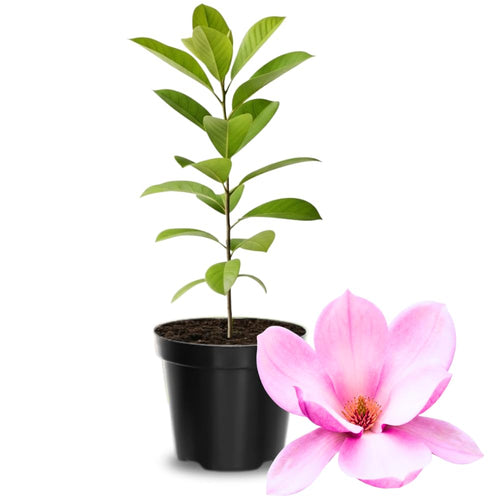 Jane Magnolia Live Plant, Spring Bloom Flower Tree, 6-14 Inch Tall
