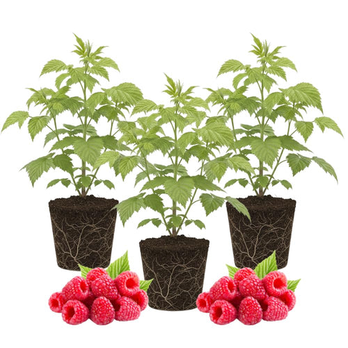3 Red Live Raspberry Plants, Backyard Berry Bush Plant, 5-8 Inch Tall