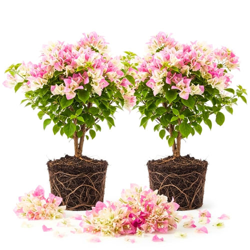 2 Bougainvillea Live Plants, Well-Rooted Flower Vine, 4-8 Inch Tall