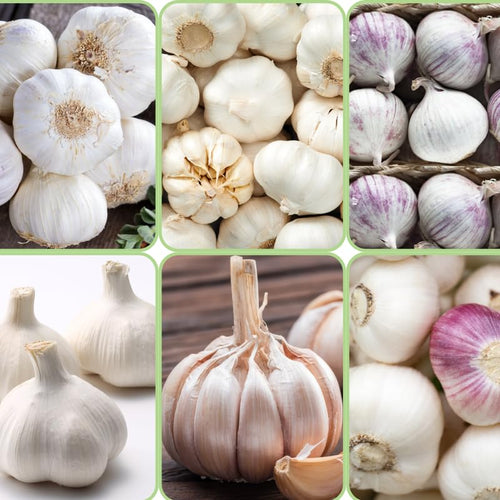 4 Jumbo White Garlic Bulbs for Planting in Spring, High Yield Hardneck Garlic Cloves Seeds, Fresh, Cold Hardy and Fast Growing, Various Varieties