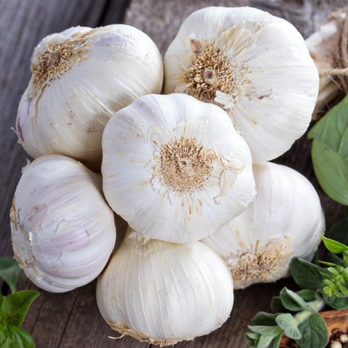 1 Pound Garlic for Planting in Spring Softnec Hardneck, 5-6 Music Garlic Bulbs for Planting, Fresh and High Yield Bulb Variety Pack, Hardy and Fast Growing