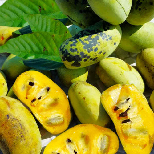 2 Pawpaw Trees Live Dormant, Cold Hardy Paw Paw Fruit Seedlings Bare Root 6-12 Inch Tall, Indoor Outdoor