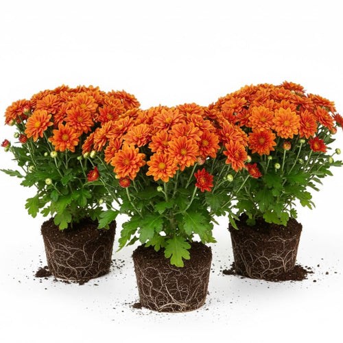 3 Hardy Chrysanthemum Plants Live, Orange Mums Plants Live, 5 to 7 Inc Tall, Chrysanthemum Flowers Perennials Gardening Outdoor