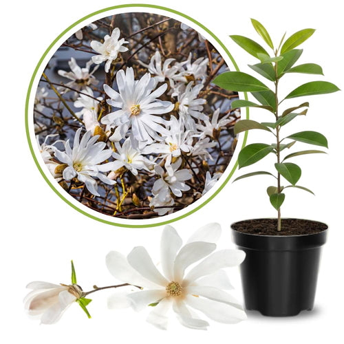 Magnolia Tree Live Plant 6-12 Inch Height, Fragrant Magnolia Plant Live to Grow, Magnolia Bush Flowers (Star Magnolia)