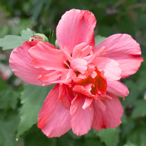 Althea Rose of Sharon Plant Live for Planting 6-13 Inch Height, Hibiscus Syriacus Flowers, in Pot, Rose of Sharon Shrub Bush Live (Red)
