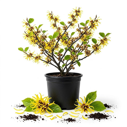 1 Pot Yellow Witch Hazel Tree Plant Live, Patio Shrub, 6-12" Tall