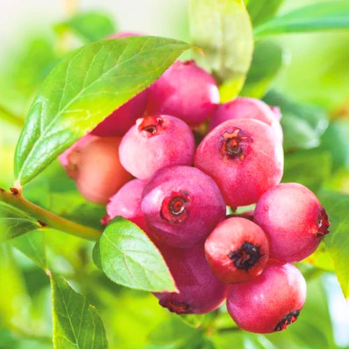 2 Pink Lemonade Blueberry Live Plants, Garden Berry Plant, 5-8 Inch Tall