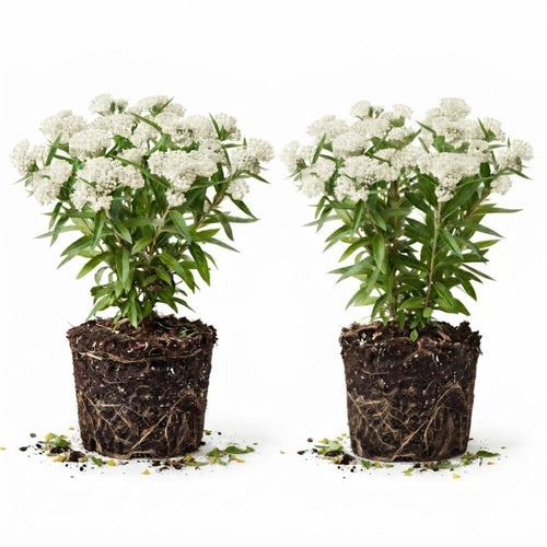 2 Butterfly Milkweed Plants Live, Asclepias Tuberosa Tropical Milkweed Flowers for Butterfly Garden, 4-9" Tall Perennials, No Pot Included (White Milkweed)