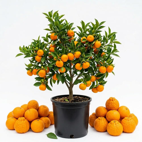 Sweet Seedless Mandarin Tree Live Plant, Mandarin Citrus Tree, 2 Years Old Plant, 1 Gallon Pot, 1-2 Feet Tall, Ideal for Indoor Outdoor Growing