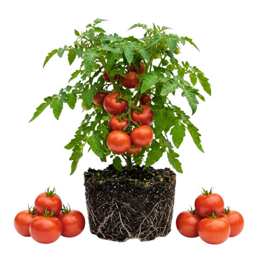 Set 2 Tomato Plants, Better Boy Tomato Plants Live, 4-6 Inc Tall, High Yield Vegetable for Raised Beds, Containers and Outdoor Garden