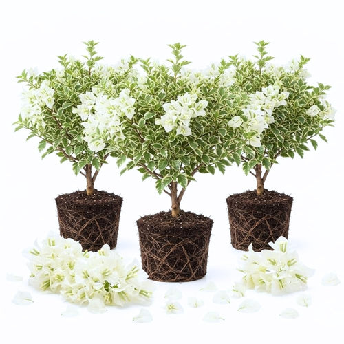 3 White Bougainvillea Live Plants, 4-7 Inch Tall