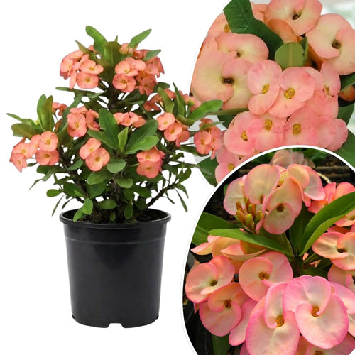 Set 2 Salmon Euphorbia Milii Plants, Crown of Thorns Live Plant, 5-8 Inc Tall, Hardy Euphorbia Flowering Houseplants