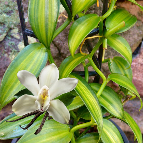 Fast Growing Vanilla Bean Orchid Live Plant, Variegated Fragrant Beans Vanilla Starter Plant, 3 to 7 Inches in Tall, Rare Plant Outdoor Indoor