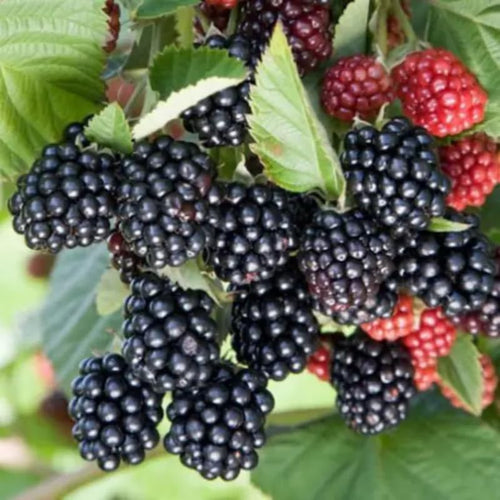 2 Sweet Pie BlackBerry Live Plants, Outdoor Berry Plant, 4-8 Inch Tall