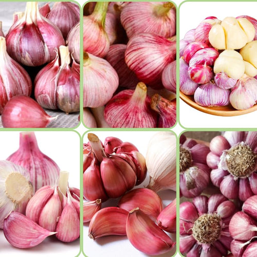4 Large Red Chesnok Garlic Bulbs for Planting in Spring, High Yield Hardneck Garlic Cloves Seeds, Fresh, Cold Hardy and Fast Growing, Various Varieties