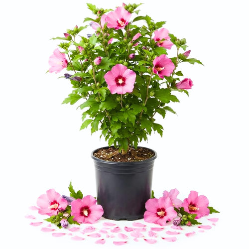 Pink Rose of Sharon Live Tree, Hardy Flowering Shrub Tree, 6-13 Inch Tall