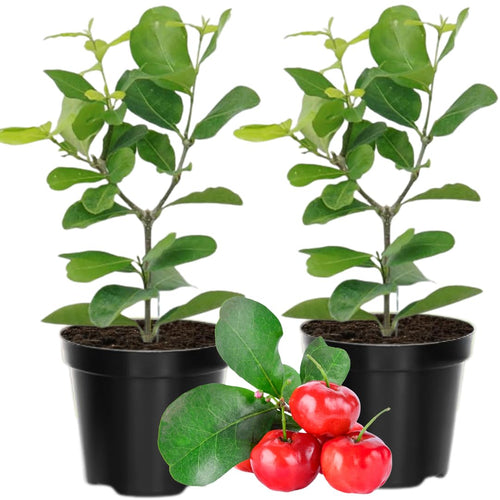2 Dwarf Barbados Cherry Trees Live Plants 5-9 Inch Tall, Acerola Barbados Cherry Plant Live for Planting Ornamental Garden, No Pot