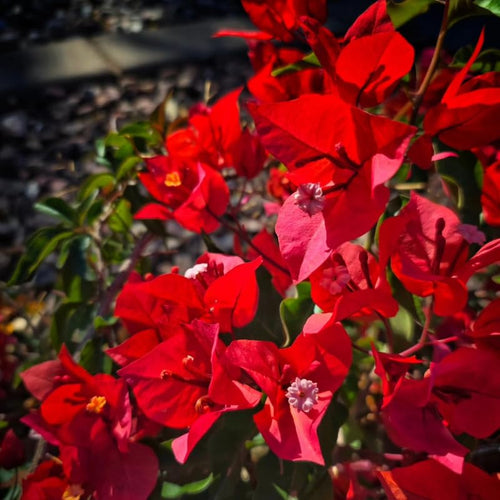 Set 2 Red Bougainvillea Plants Live, Flowering Bougainvillea Vine 4-8 Inches Tall, Climbing Plant for Outdoor Garden and Trellis
