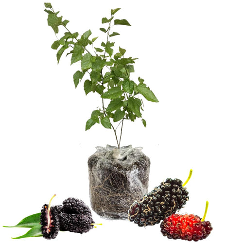 Dwarf Mulberry Tree Live Plant, 5-8 Inch Tall