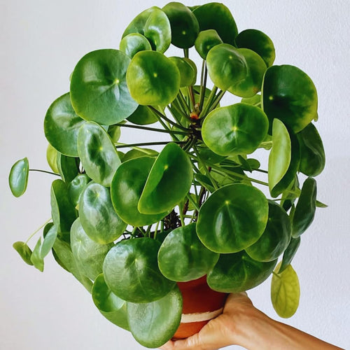 Pilea Peperomioides Plant Live, Money Live Plant, 5 to 7 Inc Height, Houseplant Indoor and Outdoor, Easy to Plant