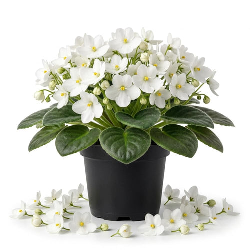 White African Violet Plant Live, White Violet Flower, 3-5 Inches Tall