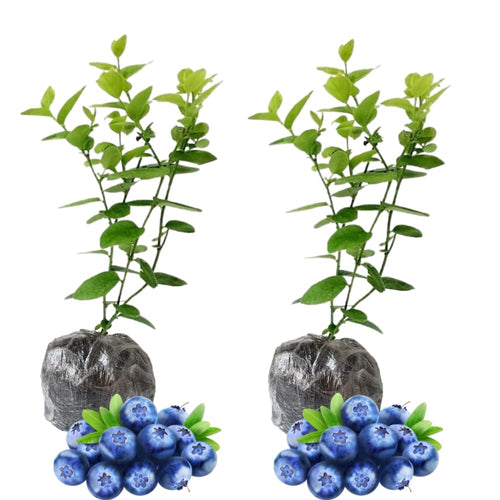 2 Misty Blueberry Plants Live, Landscape Berry Bush, 5-9 Inch Tall