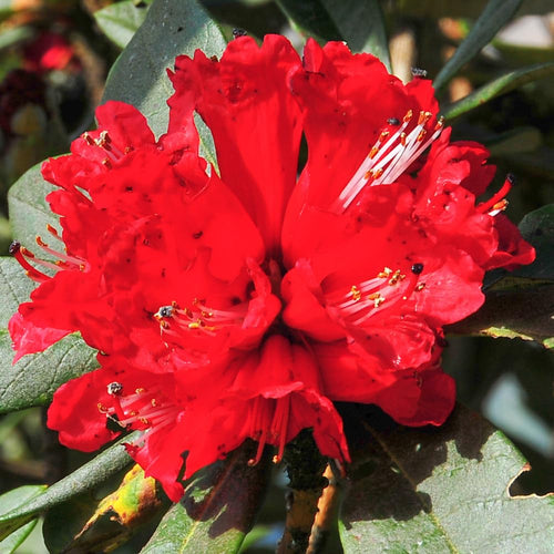 Red Azalea Plants Live Tree for Outdoor Growing, 9 Months Old Starter Size, Azaleas Rhododendron Flower Vibrant Color Spring Planting
