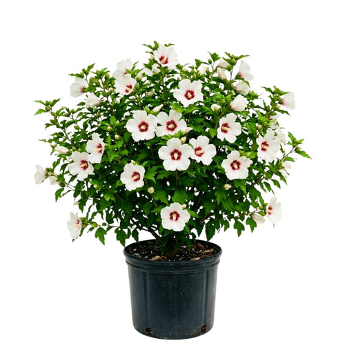 White Red Rose of Sharon Plant, Summer Bloom Garden Shrub, 6-12 Inch Tall