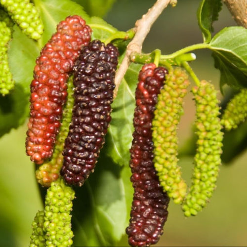 Pakistan Mulberry Live Plant, Outdoor Garden Fruit Tree, 5-8 Inch Tall