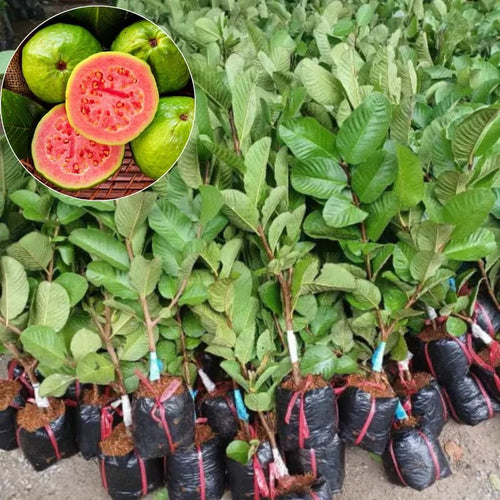 Pink Guava Fruit Tree, 10 to 14 Inches Tall, Tropical Guava Tree Plant for Garden or Patio, Well-Rooted, No Pot