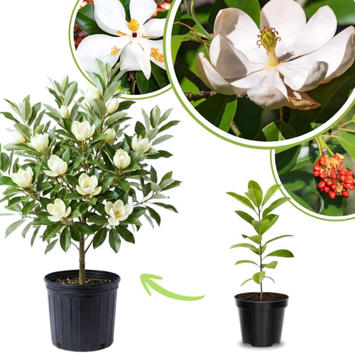 Sweetbay Magnolia Live Plant, Ornamental Tree, 6-12 Inch Tall, 2.5 Inch Pot